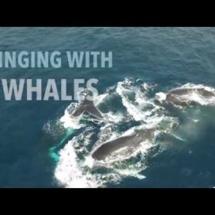 Singing with Whales https://www.youtube.com/watch?v=eDra_bd6Wu0