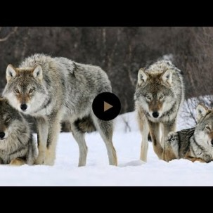 How Wolves Change Rivers