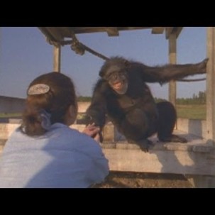 Emotional Reunion with Chimpanzees