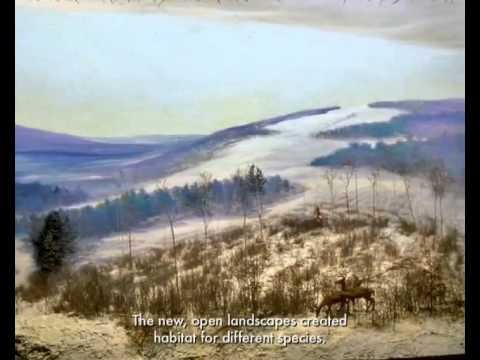 Die Geschichte der Wälder von Neu England (Englisch)